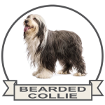 (image for) Bearded Collie (BEAR021)
