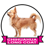 (image for) Chihuahua Long Coat (CHI055LC)
