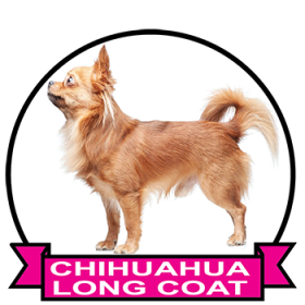(image for) Chihuahua Long Coat (CHI055LC)