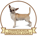 (image for) Chihuahua Smooth Coated (CHIH055SC)