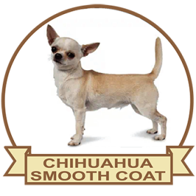 (image for) Chihuahua Smooth Coated (CHIH055SC)