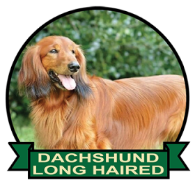 (image for) Dachshund - Long Haired (DACH062)