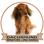 (image for) Dachshund - Miniature Long Haired (DACH063)