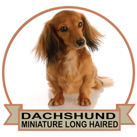 (image for) Dachshund - Miniature Long Haired (DACH063)