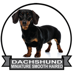 (image for) Dachshund - Miniature Smooth Haired (DACH064)
