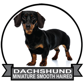 (image for) Dachshund - Miniature Smooth Haired (DACH064)