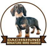 (image for) Dachshund - Miniature Wire Haired (DACH065)