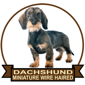 (image for) Dachshund - Miniature Wire Haired (DACH065)
