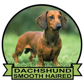 (image for) Dachshund - Smooth Haired (DACH066)