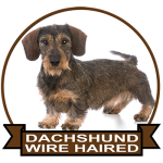 (image for) Dachshund - Wire Haired