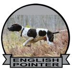 (image for) English Pointer (POEN156)