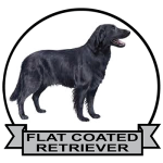 (image for) Retriever - Flat Coat (REFC171)