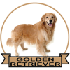 (image for) Golden Retriever (GOLD172)