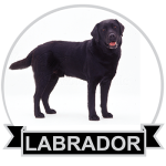 (image for) Labrador - Black (LABB130)