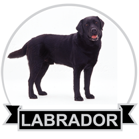 (image for) Labrador - Black (LABB130)