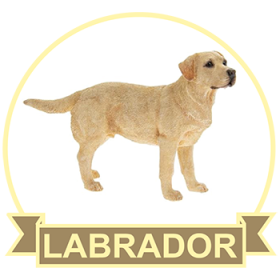 (image for) Labrador - Golden (LABG130)
