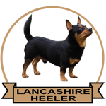 (image for) Lancashire Heeler (LANC133)