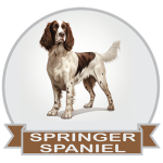 (image for) English Springer - Liver & White (SPLW197)
